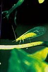 Bild 01 Florfliege (Chrysoperla carnea )
