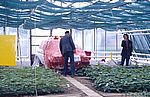 Bild 8 Nach einem Rundgang durchs Institut und den Kleingarten Ankunft im Gewächshaus - Hier findet sich das Auto