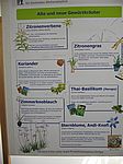 A 14 Poster "Alte und neue Gew&uuml;rzkr&auml;uter"