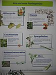 A 16 Poster "Alte und neue Fruchtgem&uuml;se"