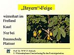 A 22 Die Bayern-Feige