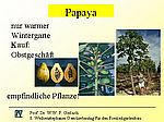 A 23 Papaya