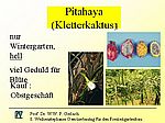 A 25 Kletterkaktus