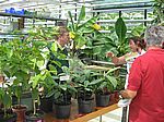 A 29 Ausstellung Tropischer Kübelpflanzen