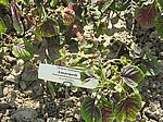 A 52 Amaranth 'Hopy Red Dye'