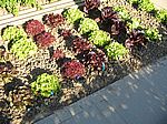 08 Beet mit bunten Salaten