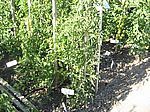 10 Achtzig verschiedene Tomatensorten stehen im Freiland