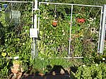 25 Pepinofrüchte am Rankgitter
