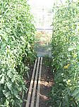 27 Tomaten - links veredelt, rechts unveredelt