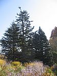 A 16