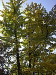 A 31
