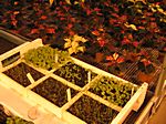 Bidl 13 Temperaturansprüche entscheiden welche Pflanzen und Versuche in einem Haus angebaut werden