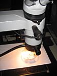 Bild 16 Das Mikroskop mit der Kamera zur Übertragung der Bilder auf den Beamer